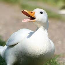 Understanding Duck Quacks
