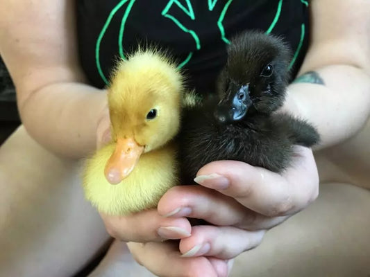 How to Make Your Ducks Feel at Home