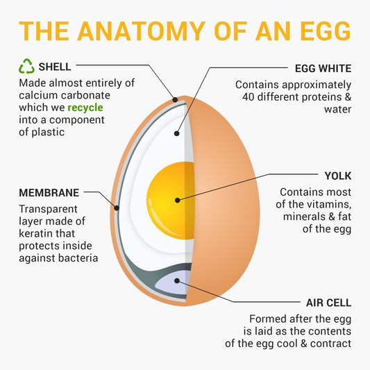 The Nutritional Wonders of Eggs