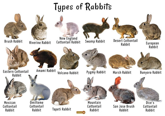 The Diverse World of Rabbit Breeds