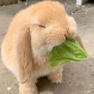 Crafting the Perfect Diet for Your Rabbit