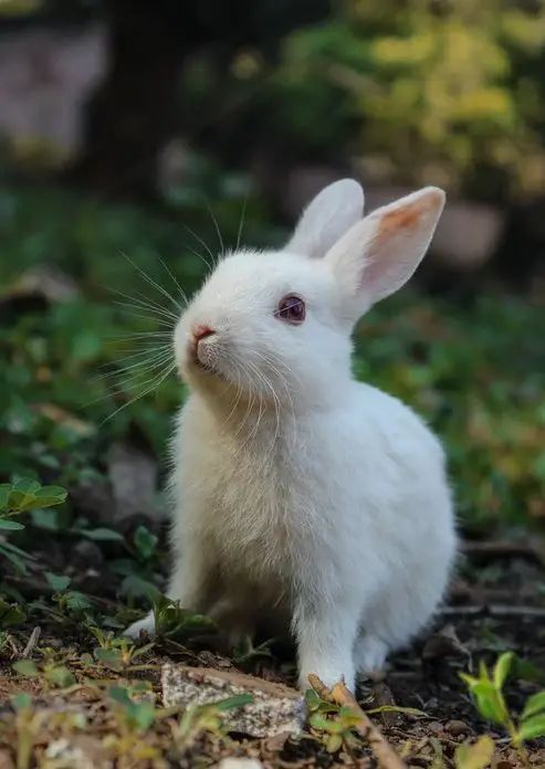 Enriching Your Rabbit's Life