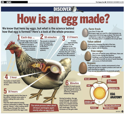 How an Egg is Made?