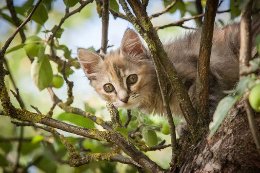 What to Do If Your Cat Goes Missing: Guidance from ZiDtia