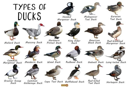 Diverse and Vibrant: Exploring Duck Breeds Around the World