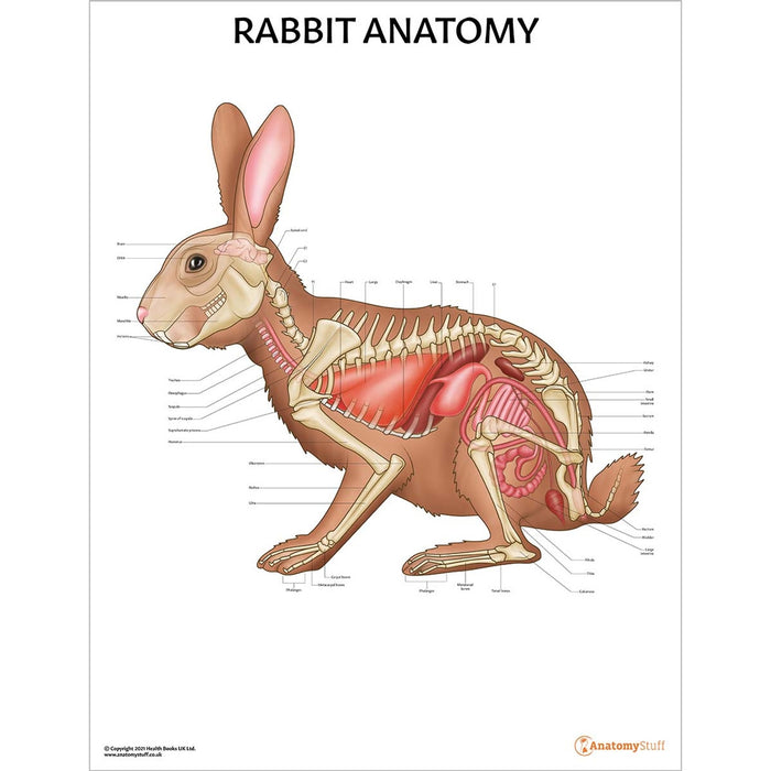 The Remarkable Biology of Rabbits – ZiDtia