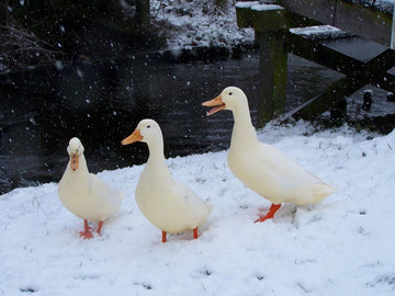 Could Your Duck Be Feeling Under the Weather?