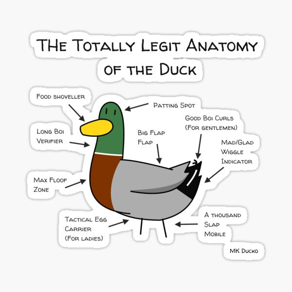 The Anatomy of Ducks: An Insightful Guide to Their Unique Features – ZiDtia