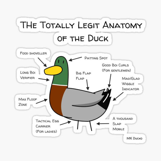 All the Way from the Bottom to the Beak: Understanding Ducks Inside and Out