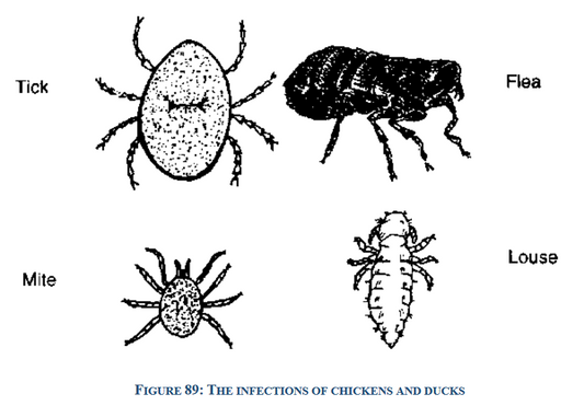 Battling Chicken Parasites: Effective Strategies