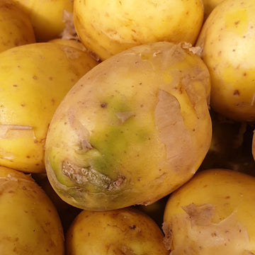 uncooked potatoes toxic