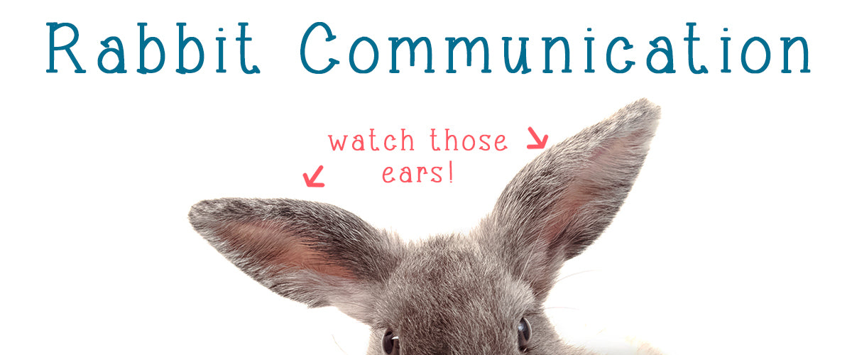 Understanding Rabbit Communication – ZiDtia