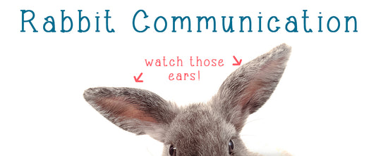 Understanding Rabbit Communication