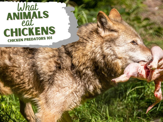 Protecting Your Flock: Insights on Predator-Proofing