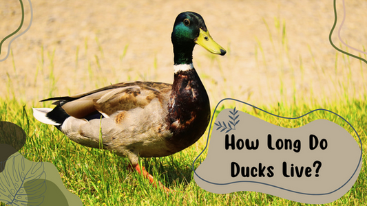 Ducks' Lifespan: Maximizing Health with ZiDtia Chicken Coops and Runs