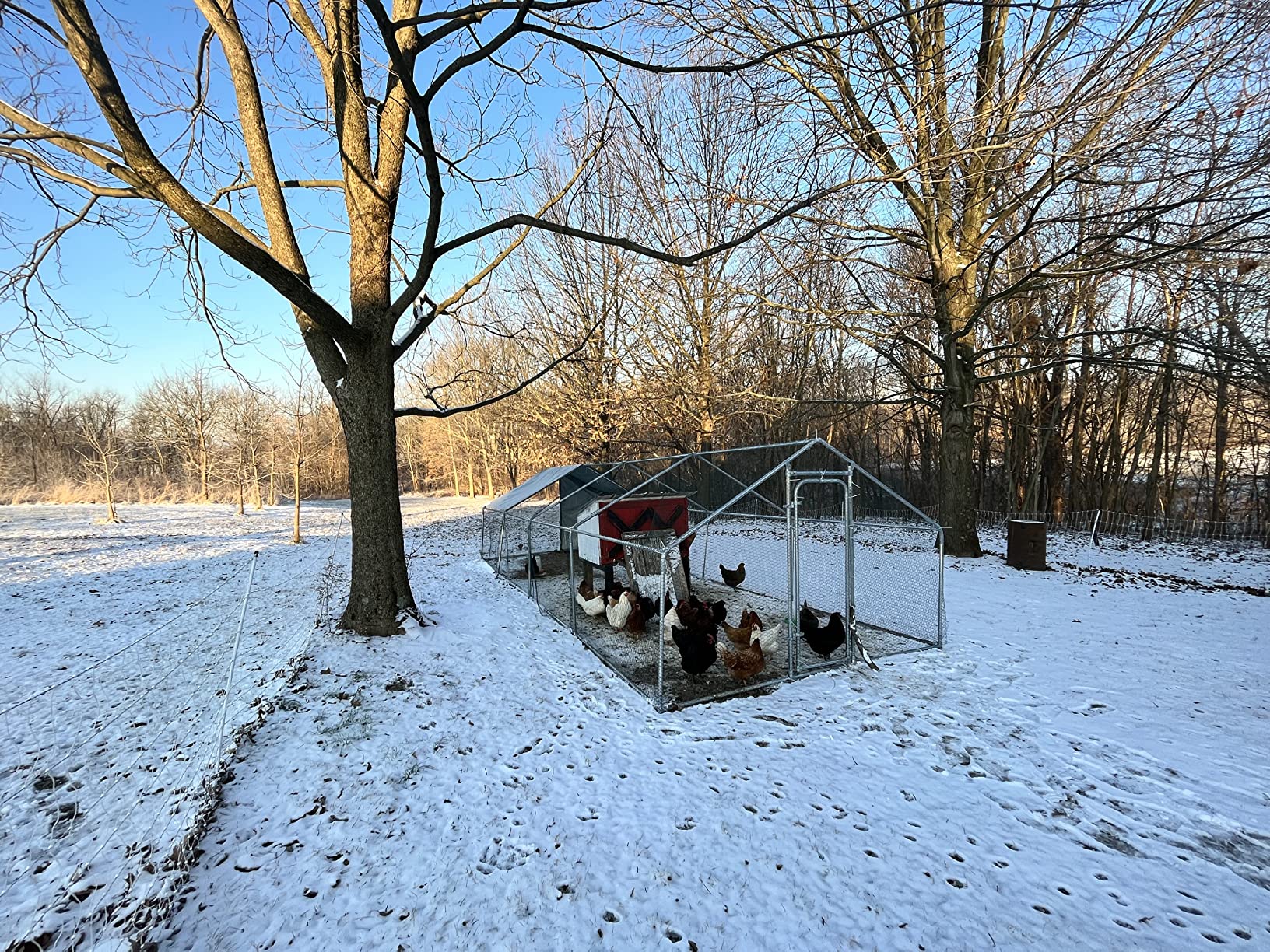 Chickens stay warm and secure in ZiDtia's winter-proof coop, featuring a durable structure and protective mesh, perfect for year-round comfort.
